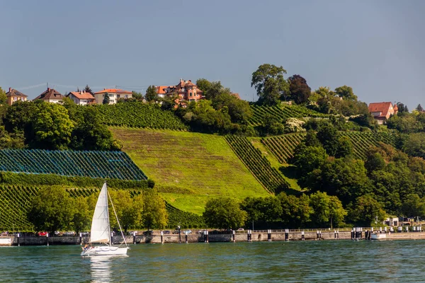 Vinodlingar Vid Bodensjön Delstaten Baden Wurttemberg Tyskland — Stockfoto