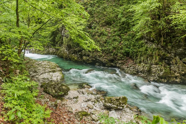 Slovenya, Bled yakınlarındaki Vintgar vadisinde Radovna Nehri
