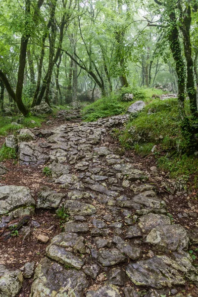 Sentier Randonnée Travers Une Forêt Monastère Ostrog Monténégro — Photo