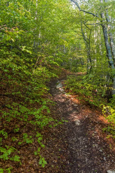 Caminhadas Uma Floresta Parque Nacional Lovcen Montenegro — Fotografia de Stock
