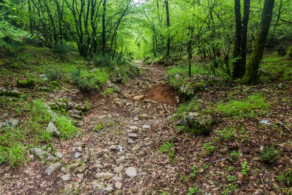 Διαδρομή Πεζοπορίας Μέσα Από Δάσος Στο Μοναστήρι Όστρογκ Μαυροβούνιο — Φωτογραφία Αρχείου