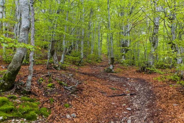 Caminhadas Uma Floresta Parque Nacional Lovcen Montenegro — Fotografia de Stock