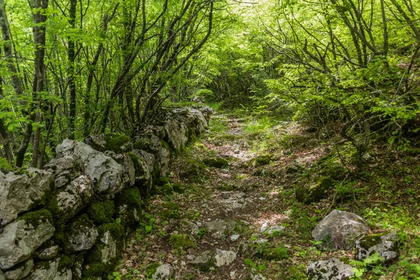 黑山Lovcen国家公园的远足小径 — 图库照片