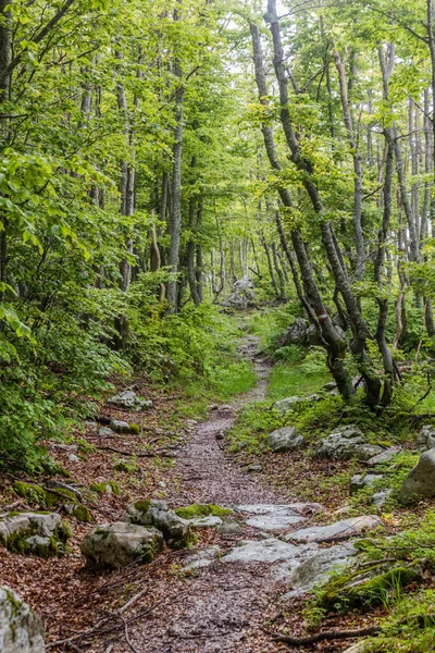 Caminhadas Uma Floresta Parque Nacional Lovcen Montenegro — Fotografia de Stock