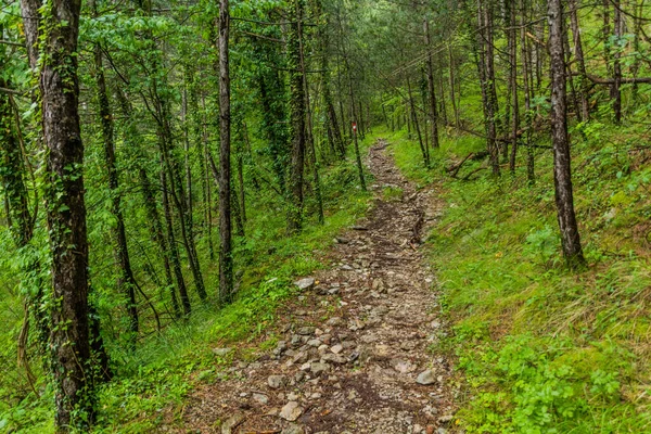 Wandelpad Een Bos Van Lovcen Nationaal Park Montenegro — Stockfoto