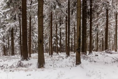 Çek Cumhuriyeti 'nin Suchy Vrch Dağı' ndaki bir ormanın kış manzarası