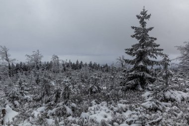 Çek Cumhuriyeti, Orlicke boynuzlu dağlarında karla kaplı orman