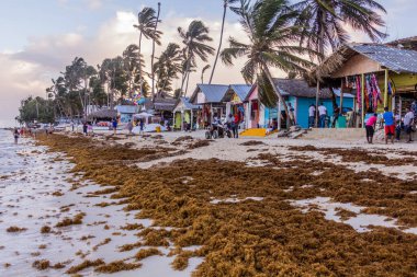 PUNTA CANA, DOMINICAN Cumhuriyet - 8 ARALIK 2018: Bavaro sahilindeki deniz yosunu, Dominik Cumhuriyeti