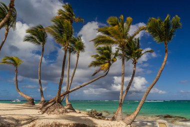Dominik Cumhuriyeti, Bavaro plajında palmiyeler