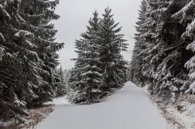 Çek Cumhuriyeti 'nin Suchy Vrch Dağı' ndaki kış manzarası