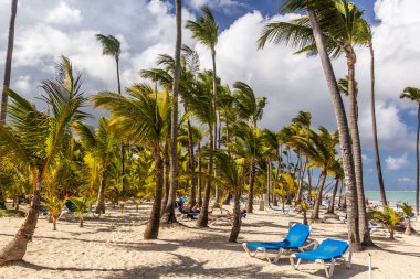 PUNTA CANA, DOMINICAN Cumhuriyet - 8 Aralık 2018: Palms at Bavaro Beach, Dominik Cumhuriyeti