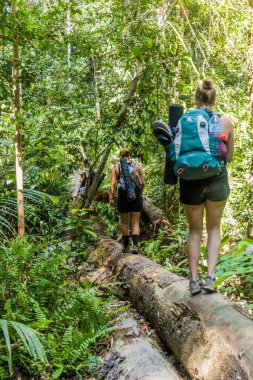 TAMAN NeGARA, MALAYSIA - 17 Mart 2018: Turistler Taman Negara Milli Parkı 'nda bir kütükte yürüyorlar.