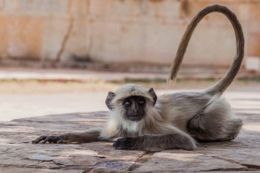 Chittorgarh, Rajasthan Eyaleti, Hindistan 'daki Chittor Kalesi' nde Langur maymunu.