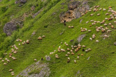 Kafkasya 'da Laza yakınlarında Azerbaycan' da koyun sürüsü