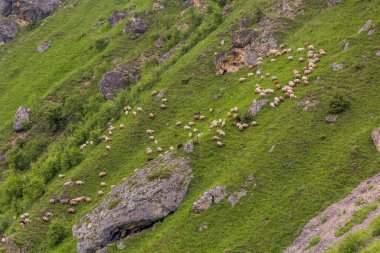 Kafkasya 'da Laza yakınlarında Azerbaycan' da koyun sürüsü