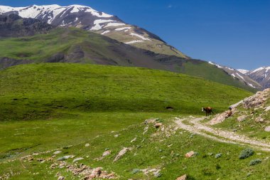 Xinaliq (Khinalug) köyü yakınlarındaki inek, Azerbaycan