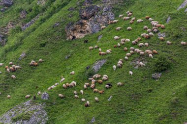 Kafkasya 'da Laza yakınlarında Azerbaycan' da koyun sürüsü