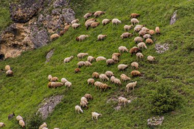 Kafkasya 'da Laza yakınlarında Azerbaycan' da koyun sürüsü