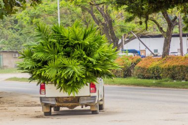 Borneo Adası, Malezya 'ya yerleştirilmeye hazır küçük yağ palmiyeleriyle dolu bir araba.