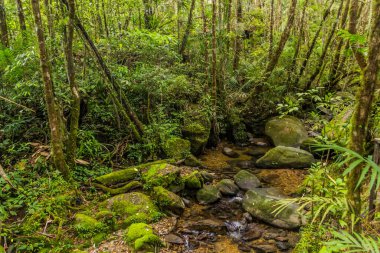 Kinabalu Park Yağmur Ormanları, Sabah, Malezya