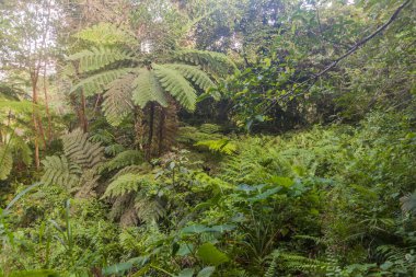Talinis Dağı yamaçlarındaki orman, Filipinler, Zenci adası