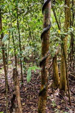 Kinabatangan nehri yakınlarındaki yağmur ormanları, Sabah, Malezya