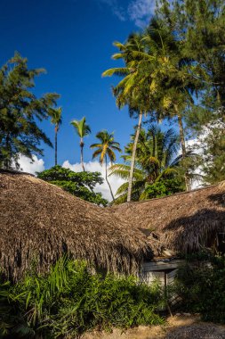 Palmiyeler ve sazlıklar Las Terrenas, Dominik Cumhuriyeti 'nde