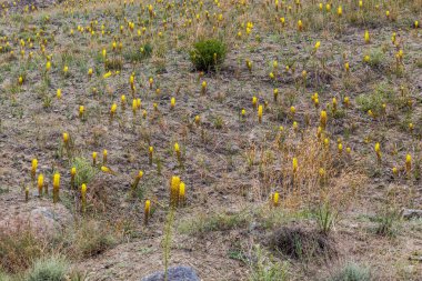 Tacikistan 'daki Pamirs dağlarında tepeleri kaplayan sarı çiçekler