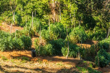 Dominik Cumhuriyeti 'nin Jarabacoa kasabası yakınlarında domates tarlası