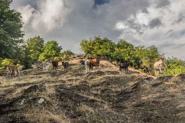 Manada Vacas Cerca Zaqatala Azerbaiyán — Foto de Stock