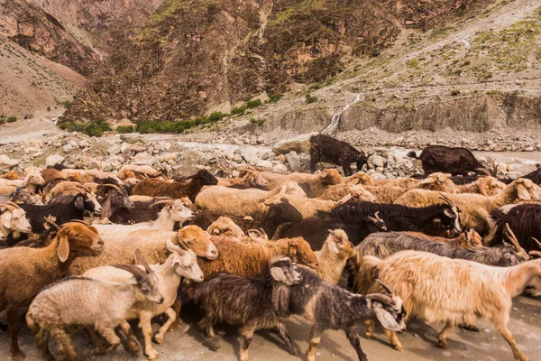 Stádo Koz Ovcí Dálnici Pamir Tádžikistánu — Stock fotografie