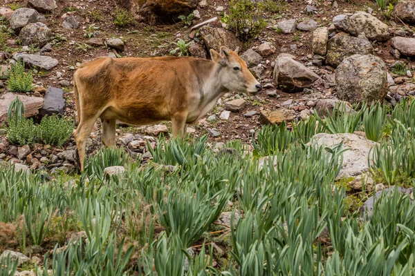 Vaca Valle Jizev Jizeu Geisev Jisev Las Montañas Pamir Tayikistán — Foto de Stock