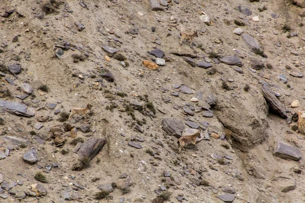 Ibex Siberiano Capra Sibirica Vale Wakhan Tajiquistão — Fotografia de Stock