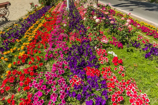 タジキスタンのクジャンド中央公園にある花壇 — ストック写真