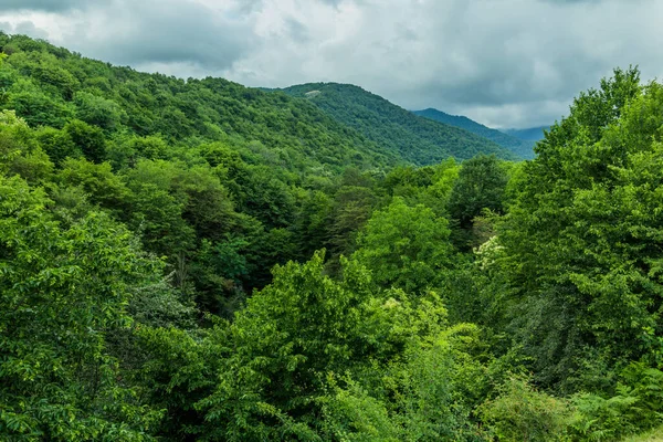 Floresta Das Montanhas Cáucaso Perto Zaqatala Azerbaijão — Fotografia de Stock
