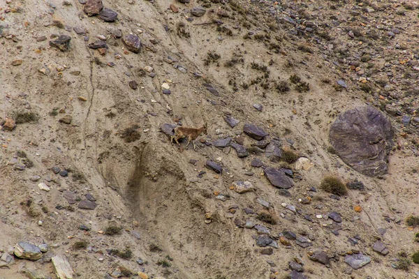 Ibex Siberiano Capra Sibirica Valle Wakhan Tayikistán — Foto de Stock