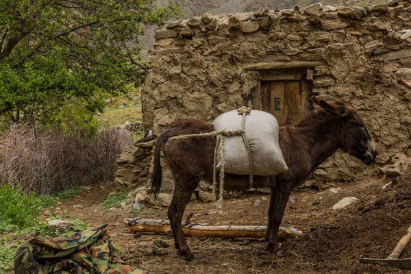 Âne Dans Village Jizev Jisev Jizeu Dans Les Montagnes Pamirs — Photo