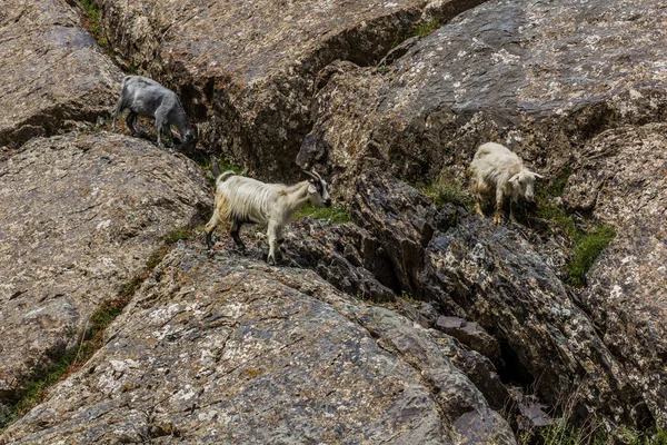 Goats Bartang Valley Pamir Mountains Tajikistan — Stock Photo, Image