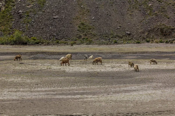 Schaf Und Ziegenherde Bartang Tal Pamir Gebirge Tadschikistan — Stockfoto