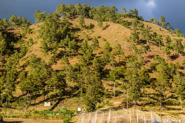Constanza Yakınlarındaki Orman Tepesi Dominik Cumhuriyeti — Stok fotoğraf