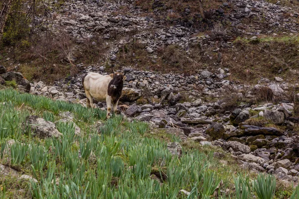 Vaca Jizev Jizeu Geisev Jisev Vale Nas Montanhas Pamir Tajiquistão — Fotografia de Stock