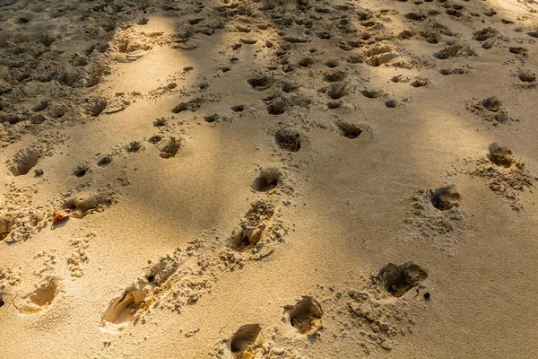 Pegadas Uma Praia Areia — Fotografia de Stock