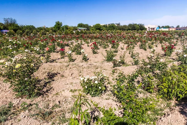 Blomstersäng Turkiet Kazakstan — Stockfoto