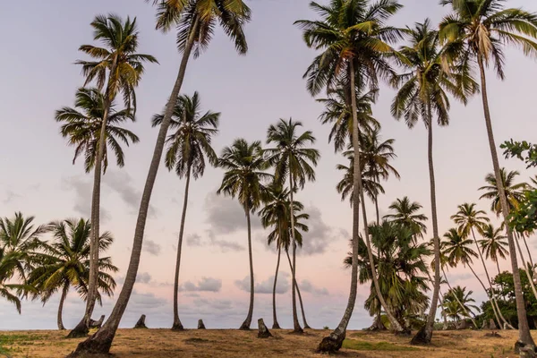 Palmeral Cerca Las Galeras República Dominicana — Foto de Stock