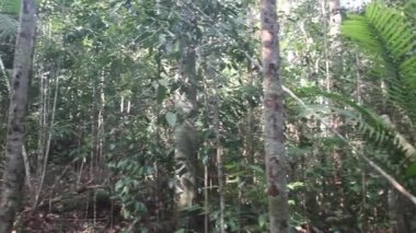 Taman Negara Ulusal Parkı 'nda Orman