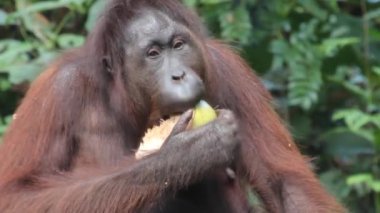Hindistancevizi yiyen Bornean orangutan Pongo pigmaeus