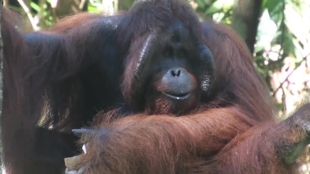 Semenggoh Doğa Koruma Alanında Bornean orangutan Pongo pigmaeus — Stok video