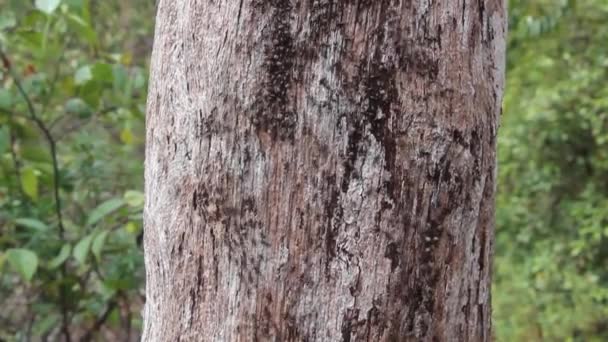 Termitas en un árbol en el Parque Nacional Bako — Vídeos de Stock