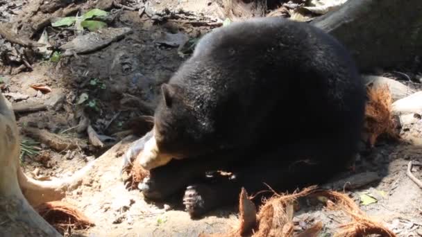 Słońce niedźwiedź Helarctos Malayanus w Bornean Sun Centrum Ochrony Niedźwiedzi — Wideo stockowe