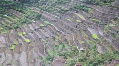 İfugao, Batad 'ın pirinç tarlaları.